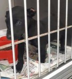 YAVRU KÖPEK - 2 Aylık Yavru Köpeğin Kulaklarını Kesip Sokağa Attılar