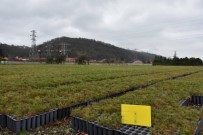 KOZALAK - 5,5 Milyon Fidan Ürettiler