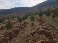 Antalya'da Bal Ormanı Projesi