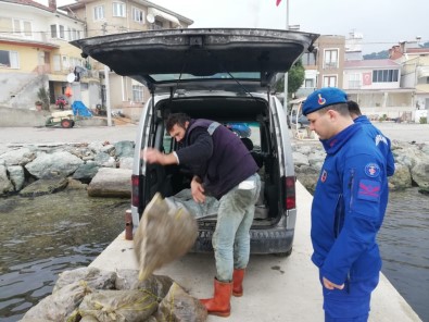 Bursa'da 1.5 Ton Kaçak Midye Ele Geçirildi