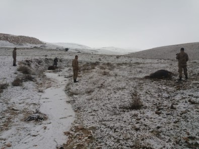 Elazığ'da Kaybolan Danaları Jandarma Buldu