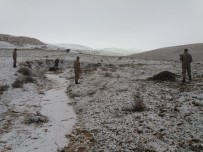 ANGUS - Elazığ'da Kaybolan Danaları Jandarma Buldu