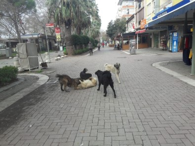 Erdek'te Vatandaşlar Başı Boş Köpeklerden Tedirgin