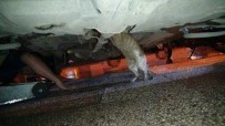 Haylaz Kedi Önce İş Makinesine Sonra Otomobilin Motoruna Sıkıştı