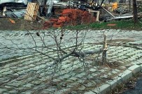 ISPARTA BELEDİYESİ - Isparta'da Çok Sayıda Ağaç Kırıldı
