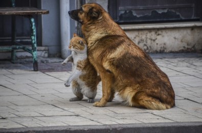 Kastamonu'da Kedi Ve Köpeğin Dostluğu Görenleri Şaşırttı