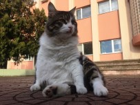 FEN EDEBİYAT FAKÜLTESİ - Kedinin Anıtını Dikecekler