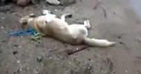 Kırıkkale'de Köpeklerin Zehirli İğne İle Katledildiği İddiası Haberi