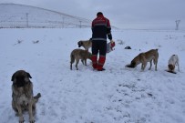EKOLOJIK - Kocasinan Küçük Dostlara Sahip Çıktı