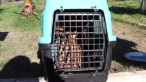 FETHIYE BELEDIYESI - Muğla'da Sokak Köpeklerinin Kamyonla Dağa Bırakıldığı İddiası