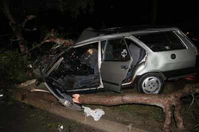 Otomobil Refüjdeki Ağaca Çarptı Açıklaması 2 Yaralı