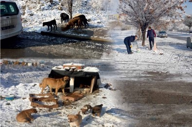 Sokak Hayvanları Unutulmadı