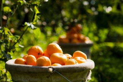 Yaş Meyve Sebze Ve Mamulleri İhracatında Tarihi Rekor