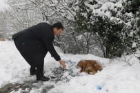 ULUDAĞ - Başkan Dündar Karda Aç Kalan Köpekleri Elleriyle Besledi
