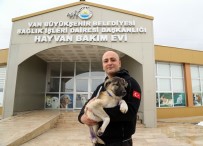 ŞAH İSMAIL - Donan Gölde Buzları Kırarak Kurtardığı Yavru Köpeği Sahiplendi