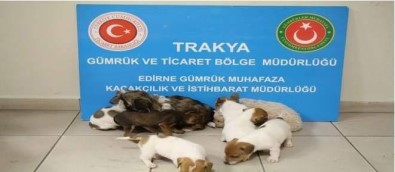 Kapıkule'de Yurda Kaçak Sokulmak İstenen 20 Yavru Köpek Bulundu