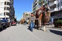 DEVE GÜREŞLERİ - Kumluca Caddeleri Şampiyon Deveeri Ağırladı