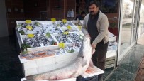 DEV TURNA BALIĞI - Atatürk Barajında Balıkçıların Oltasına Takıldı