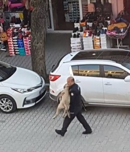 Polisten Yaralı Sokak Köpeğine Şefkat Eli