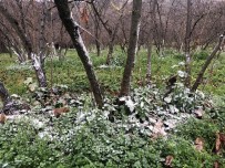 POTASYUM - Türkoğlu'ndan Fındık Üreticilerine Kireçleme Uyarısı