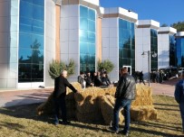 Üniversiteli Keçiler İlgi Odağı Oldu