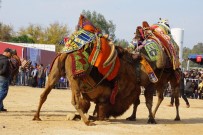 DEVE GÜREŞİ - Deve Güreşi Sezonu Başladı