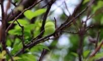 ERİK AĞACI - Erik Ağacı Kışın Meyve Verdi