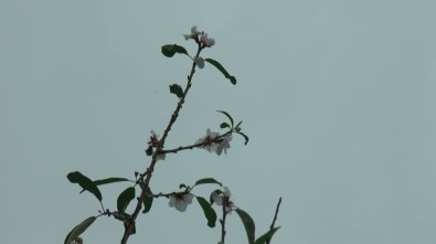 Kıbrıs'ta Aralık Ayında Badem Ağaçları Çiçek Açtı