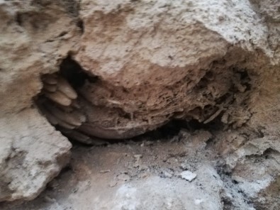Mardin'de Bulunan Fosiller İçin İnceleme Başlatıldı