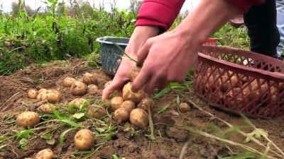 Organik Patatesle Başarı Hikayesi Yazdı