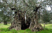 ZEYTİN AĞACI - Çeşme'nin 'Zeytin Denizi' Germiyan'da