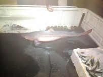 KÖPEK BALIĞI - Kamyon Kasasında Köpek Balığı Ele Geçirildi