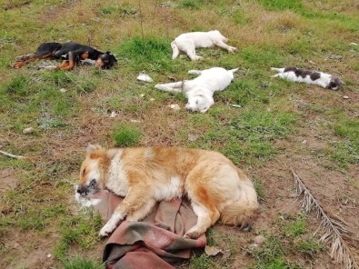 Trabzon'da Sokakta Yaşayan 8 Köpek Ve 2 Kedi Ölü Bulundu