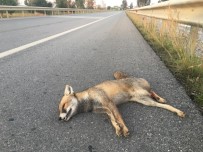 Aracın Çarptığı Tilki Öldü