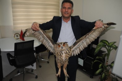 Cizre'de Nesli Tükenmekte Olan Boynuzlu Baykuş Bulundu