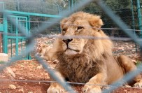 CAROLINA - Kafesinden Kaçan Aslan Çalışanı Öldürdü