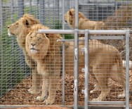 CAROLINA - Kafesinden Kaçan Aslan Hayvanat Bahçesi Çalışanını Öldürdü