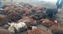 Iğdır'da 150 Koyun Telef Oldu Haberi