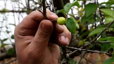 Manisa'da Aralık Ayında Erik Ağaçları Meyve Verdi