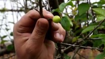 Manisa'da Aralık Ayında Erik Ağaçları Meyve Verdi Haberi