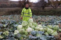 KÖY PAZARI - Üç Yıldır Fiyatları Hiç Artmadı