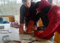 KURBAĞA - İyileştirilen Kuşlar Belgrad Ormanı'nda Doğaya Böyle Salındı