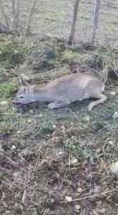 Köpeğin Saldırdığı Yavru Karacayı Motosikletli Genç Kurtardı