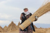 BAĞLAMA - (Özel) Sultan Sazlığı'ndaki Kamış Hasadına Kuraklık Darbesi