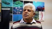 MARMARA ADASI - Akdeniz Fokları İçin Kritik Dönem