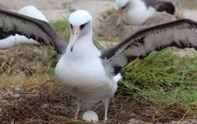 Dünyannın En Yaşlı Albatrosu 68 Yaşında Ve Hala Her Yıl Bir Yavru Yetiştiriyor
