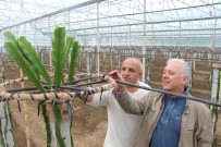 KAPALI ALAN - İş Makinelerinden Bıktı 100 Bin Dolarlık 'Ejder Meyvesi' Üretimine Girdi