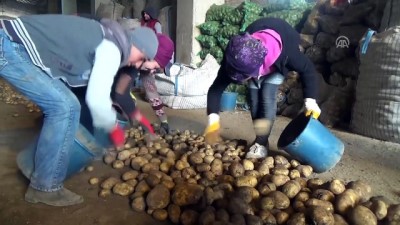 Sertifikalı Ahlat Patatesi Tohumları Yurt Dışı Pazarında