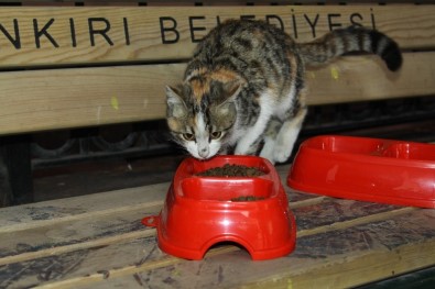 Sokak Kedileri İçin Barınakları Renklendirdiler