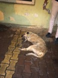 SOKAK KÖPEĞİ - Sokak Köpekleri Telef Oldu